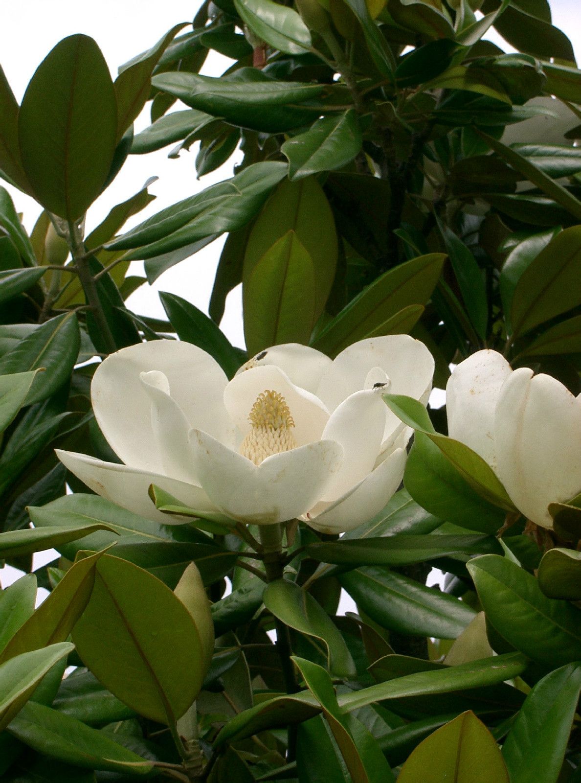 玉兰树适合种在院子里吗(玉兰树适合种在院子里吗视频)