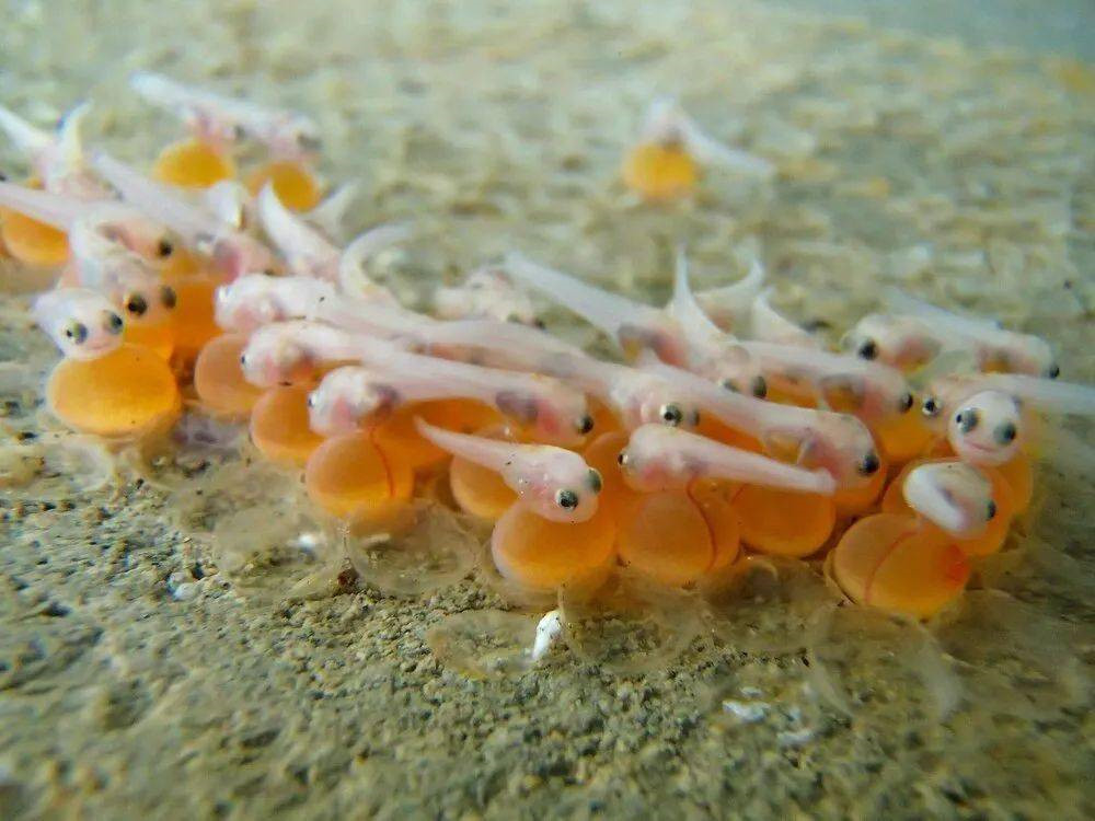 会唱歌的蟾鱼用歌声吸引雌性来窝里产卵