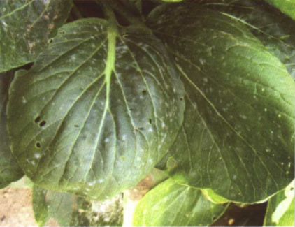 油菜白粉病