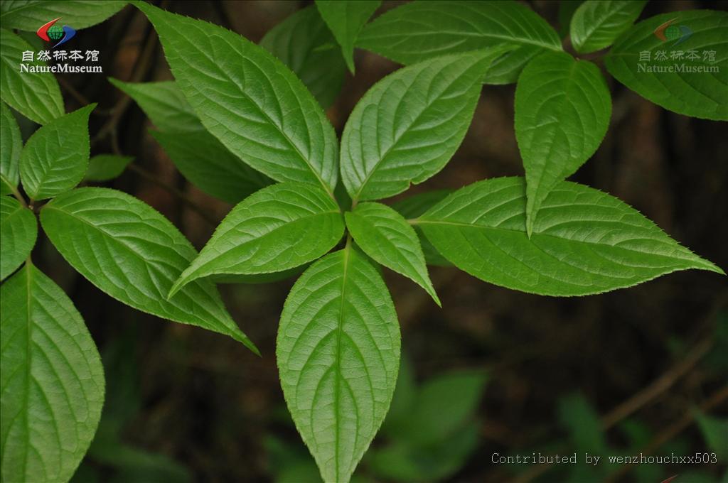 helwingia zhejiangensis fang