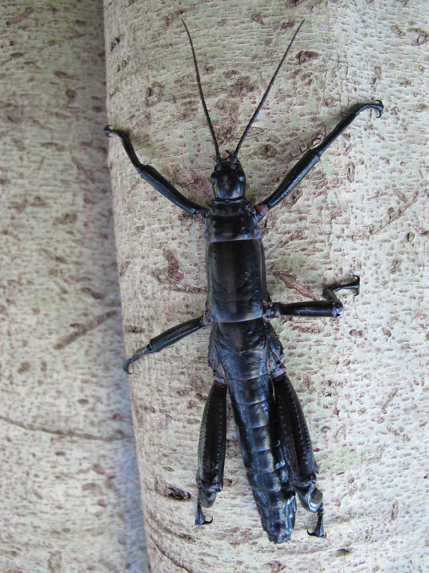 豪勋爵岛竹节虫