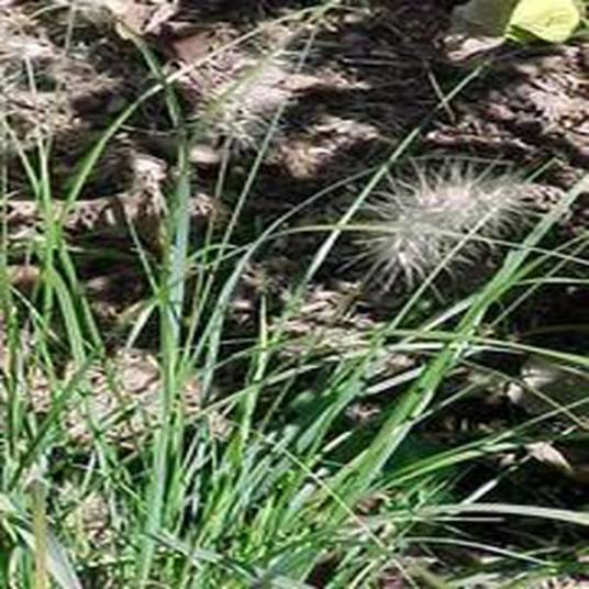 Muhlenbergia rigens_百度百科