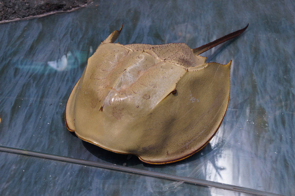 tri-spine horseshoe crab