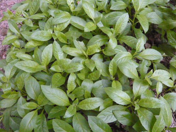 金鸡毛草