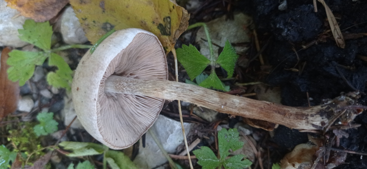 活力粘滑菇_百度百科