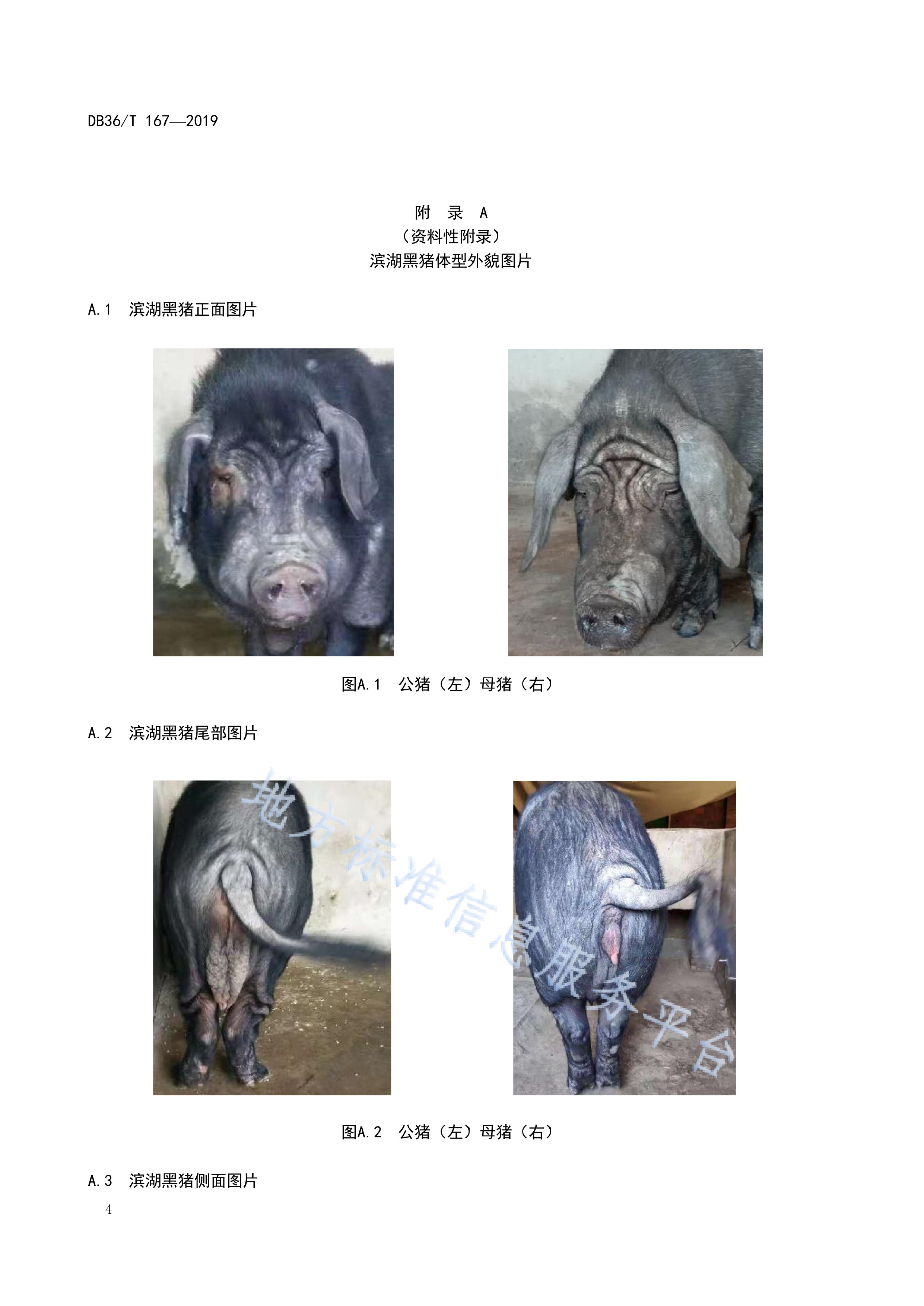  p>《滨湖黑猪》(db36/t 167-2019)是2020年1