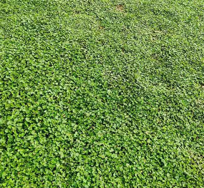  p data-id="txtinijjyhfi">马蹄金是旋花科马蹄金属多年生草本植物.