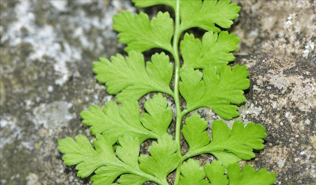  p>溪洞碗蕨(学名: i>dennstaedtia wilfordii /i> (moore) christ)是