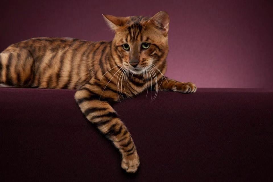  p>玩具虎猫是洛杉矶退休的建筑师在自家后院培育有老虎条纹的新猫