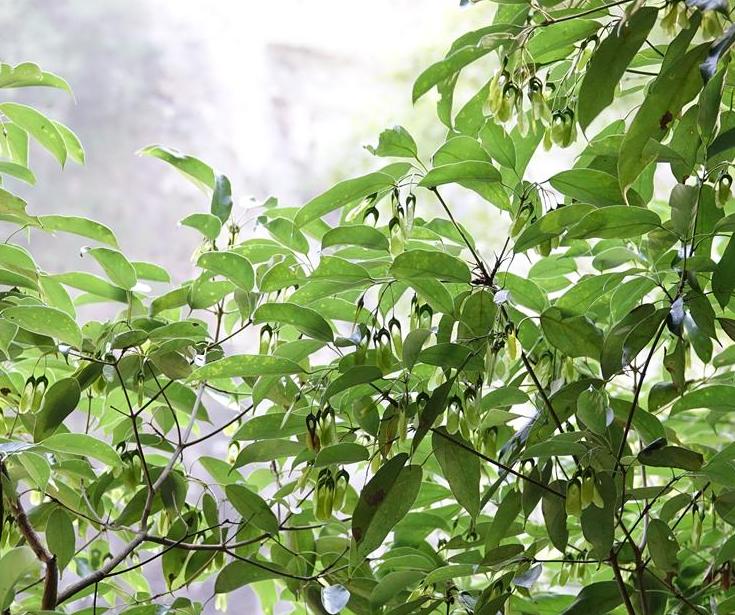  p>革叶槭(学名: i>acer coriaceifolium /i> lévl.