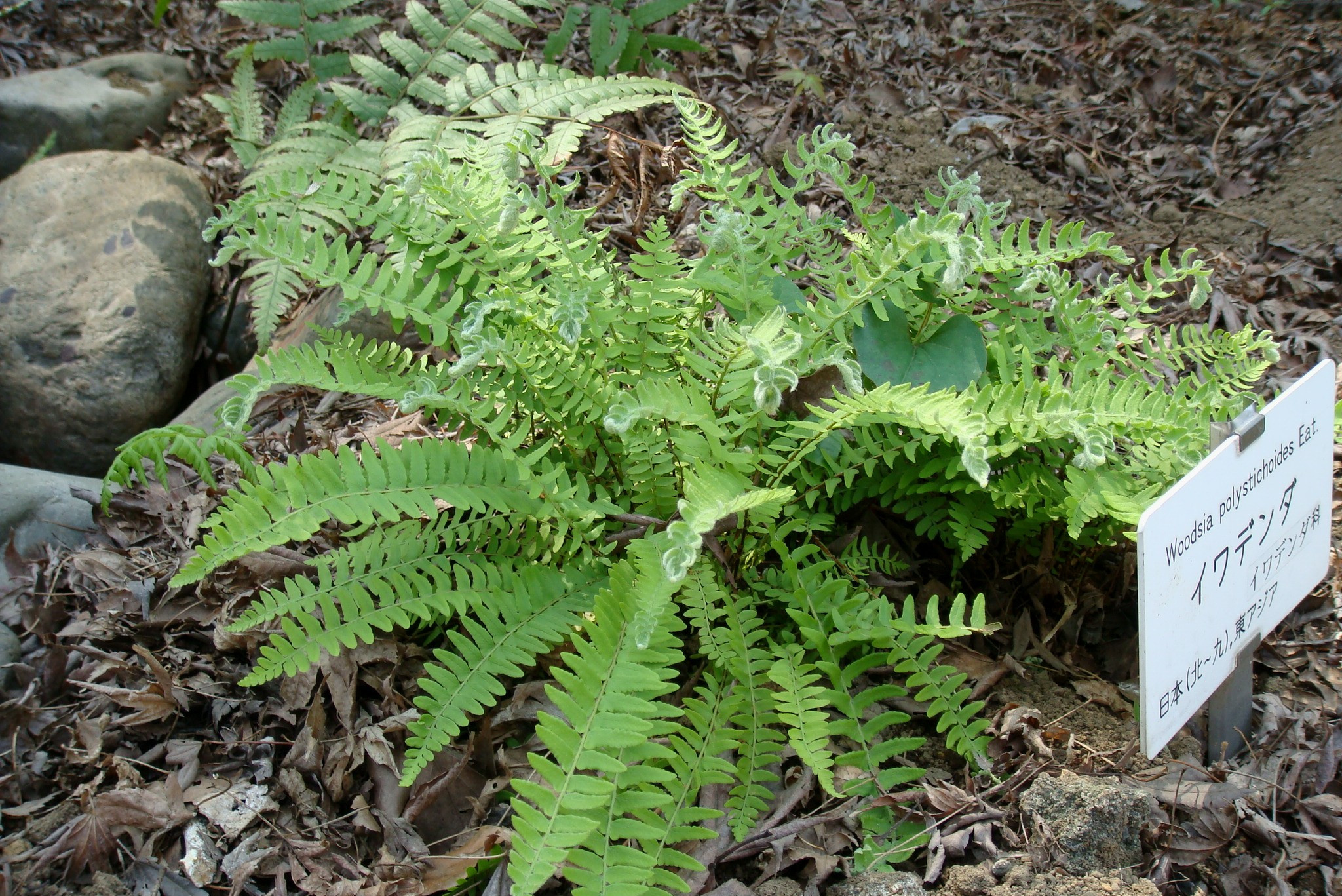 蕨(学名: i>woodsia polystichoides /i> eaton)是岩蕨科,岩蕨属植物