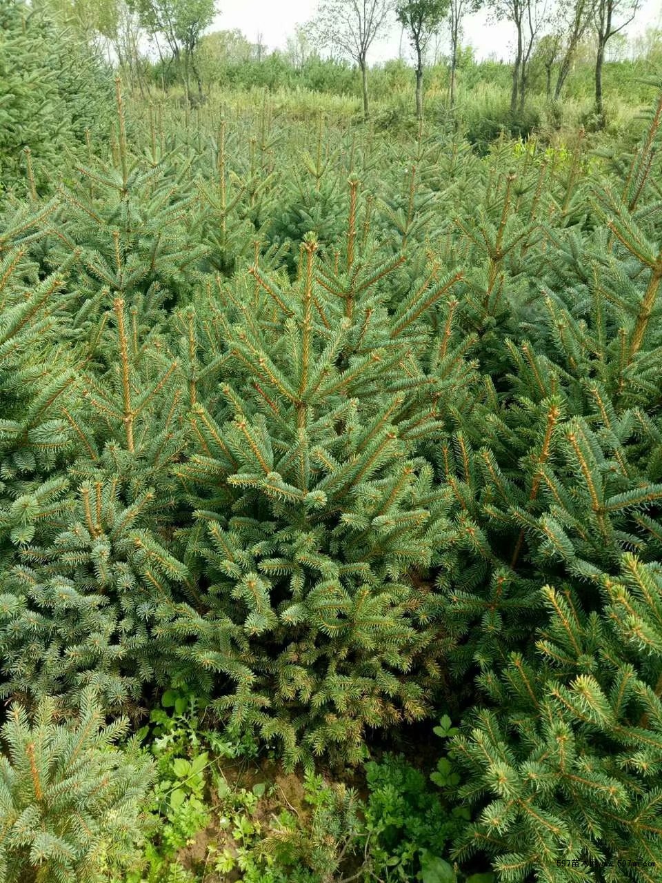 青海云杉无性系青大061