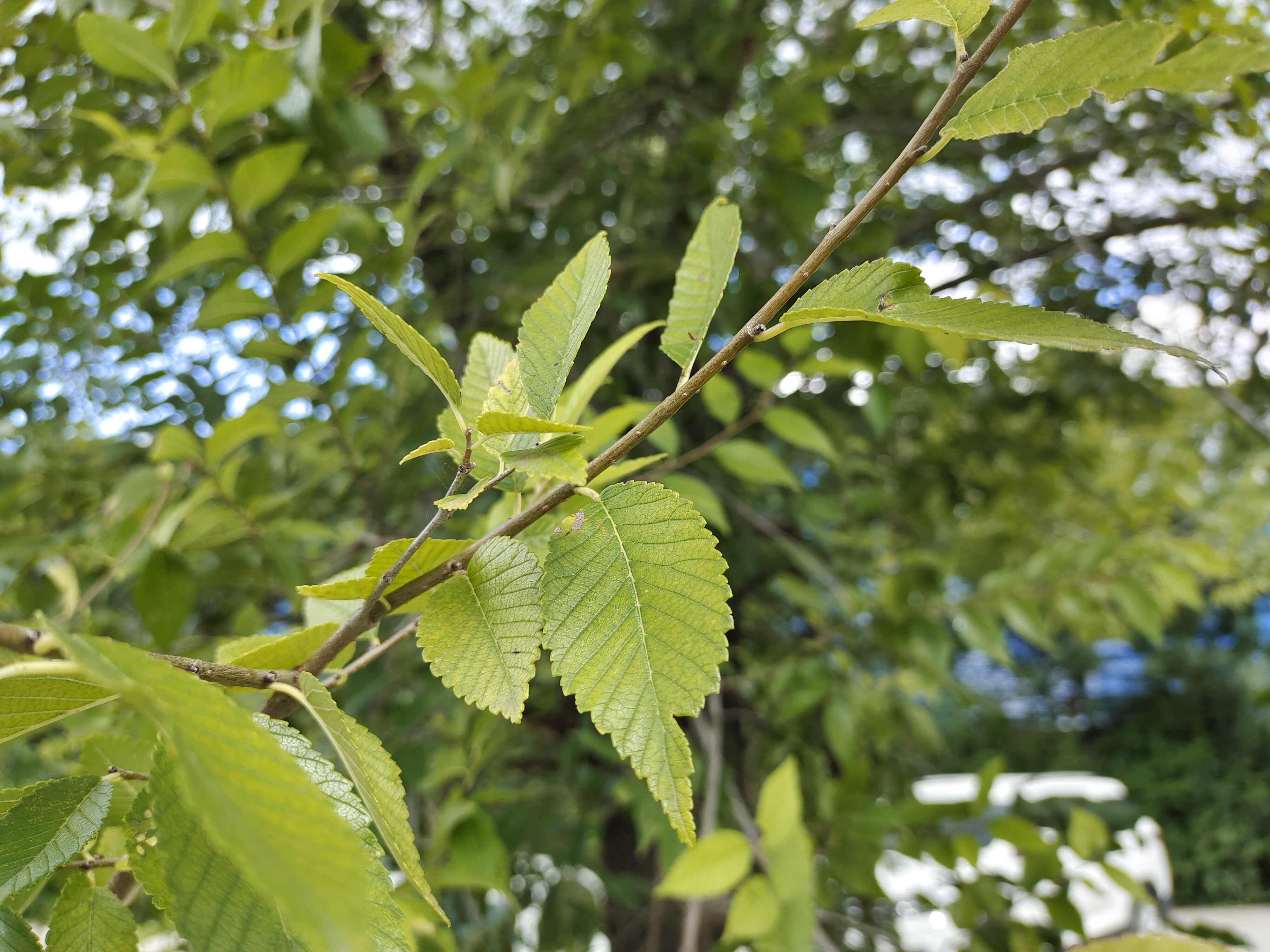  p>榔榆(拉丁学名: i>ulmus parvifolia  /i>jacq.)别称:小叶榆.
