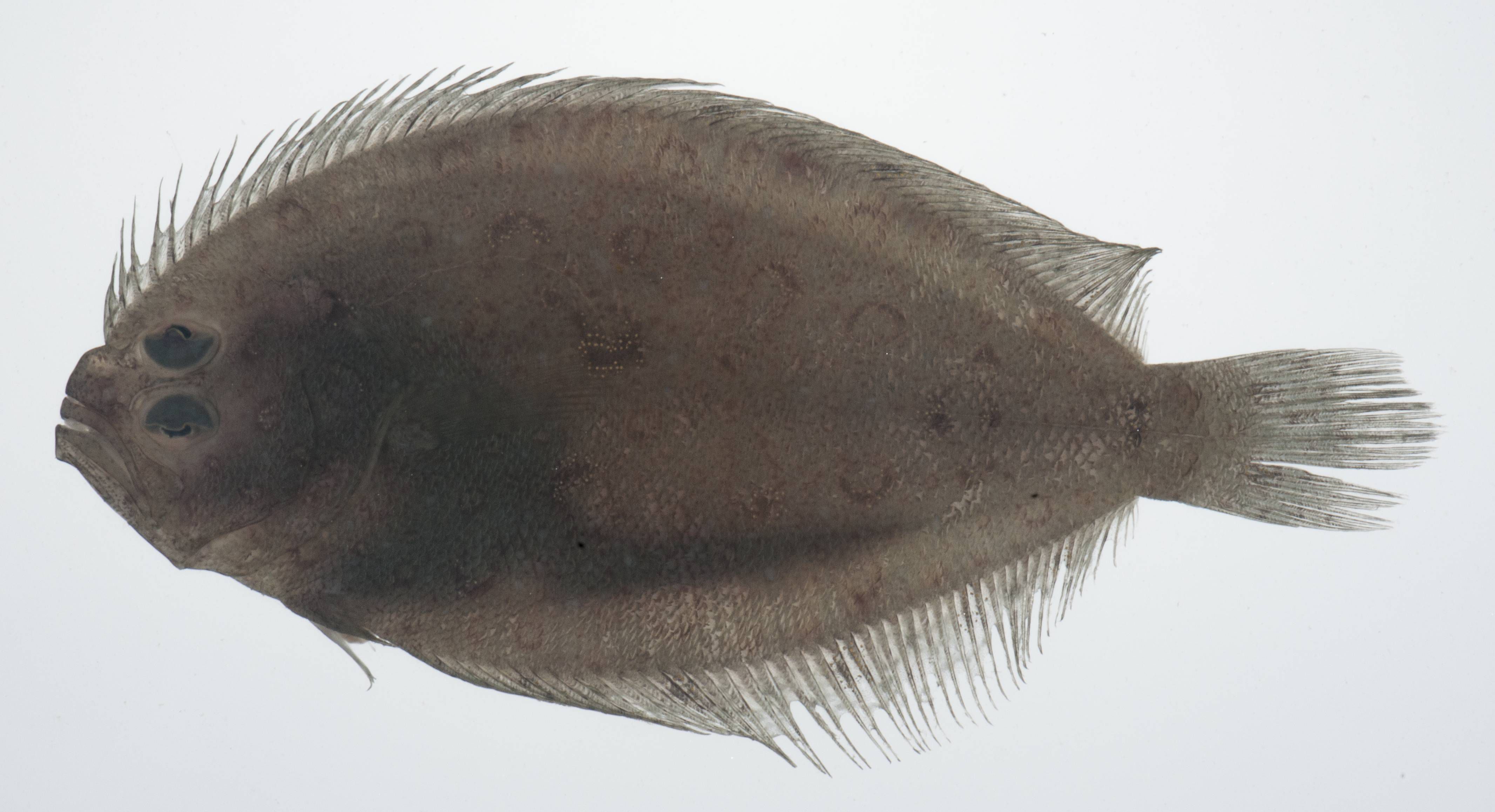 meus /i> (temminck et schlegel,1846))是牙鲆科斑鲆属的一种动物