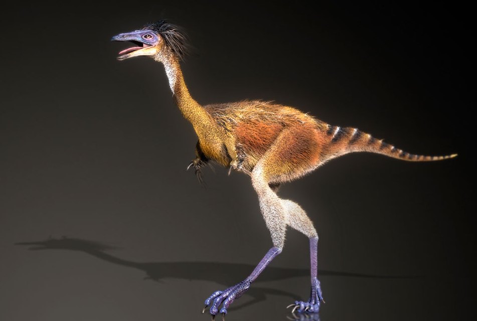 巴塔哥尼亚爪龙属