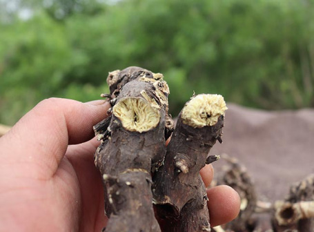 升麻（毛茛科升麻属植物）_百度百科
