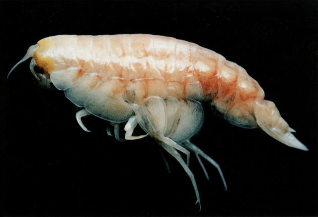 ">节肢动物门 /a>, a target="_blank" href="/item/甲壳纲/1060304"