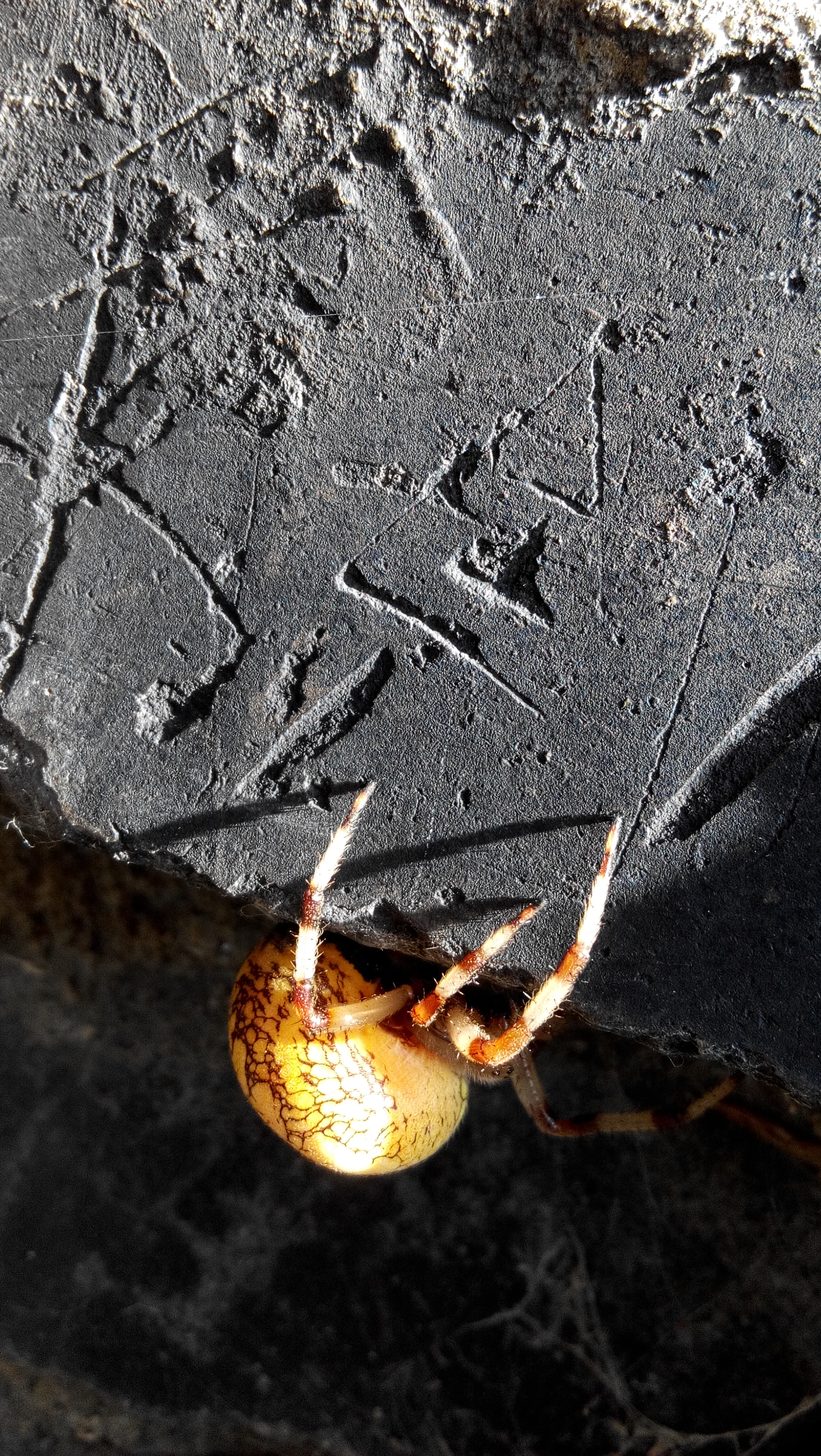  p>花岗园蛛(araneus marmoroides schenkel, 1953)是园蜘科,新园蛛属