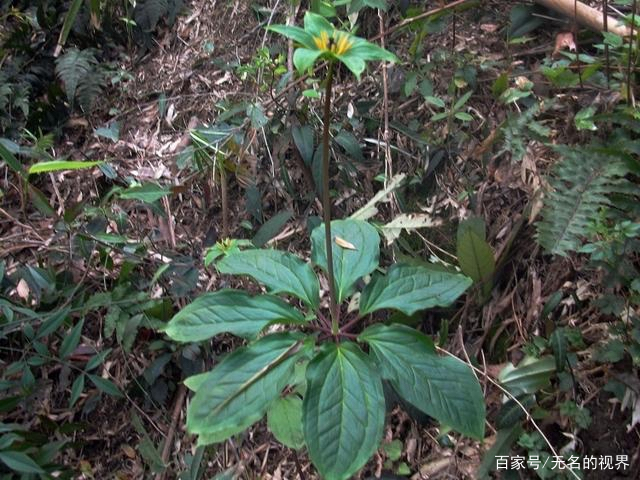 七叶一枝花的功效、作用_百科TA说