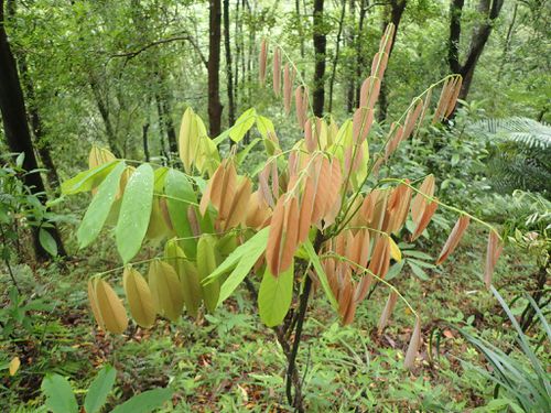  p data-id="go05x86fqz">厚果崖豆藤(学名: i>millettia pachycarpa 