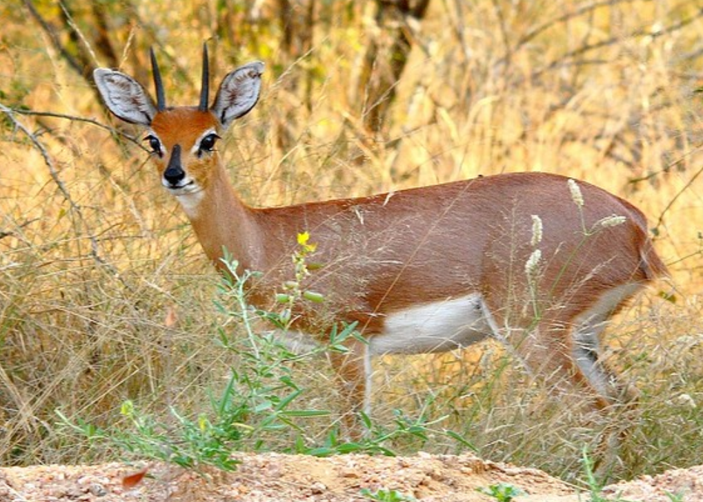raphicerus campestris