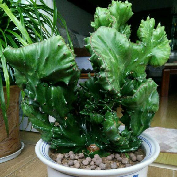  p data-id="gnbr990jbr">金麒麟是大戟科大戟属植物,原产于美洲.