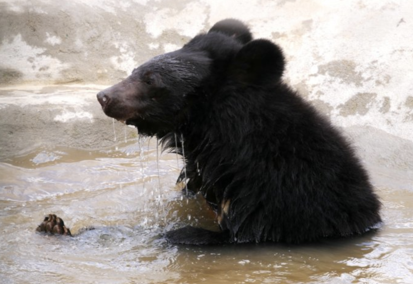  p>东北黑熊(黑熊东北亚种)(学名:ursus thibetanus ussuricus)是食肉