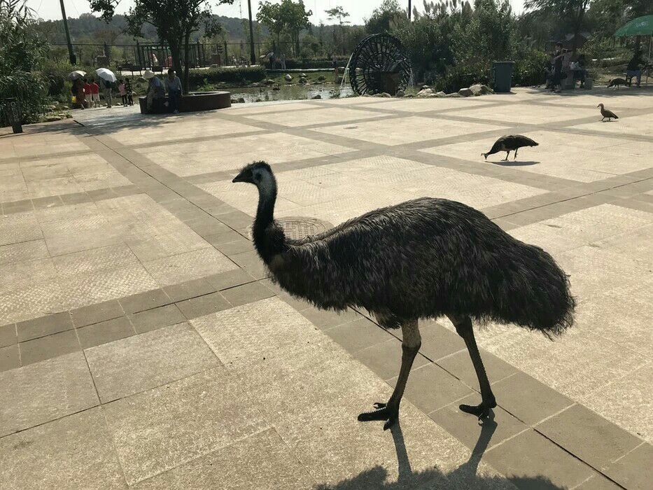 日照欢乐动物乐园