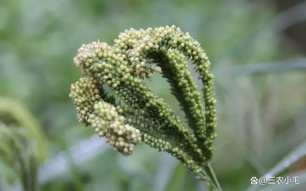 俗称“鸡爪谷”，曾是穷人的“顶饱神器”，种植千年却被玉米取代_百科TA说