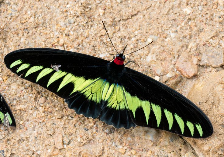  p>翠叶红颈凤蝶(学名: i>trogonoptera brookiana /i>)是凤蝶科红颈