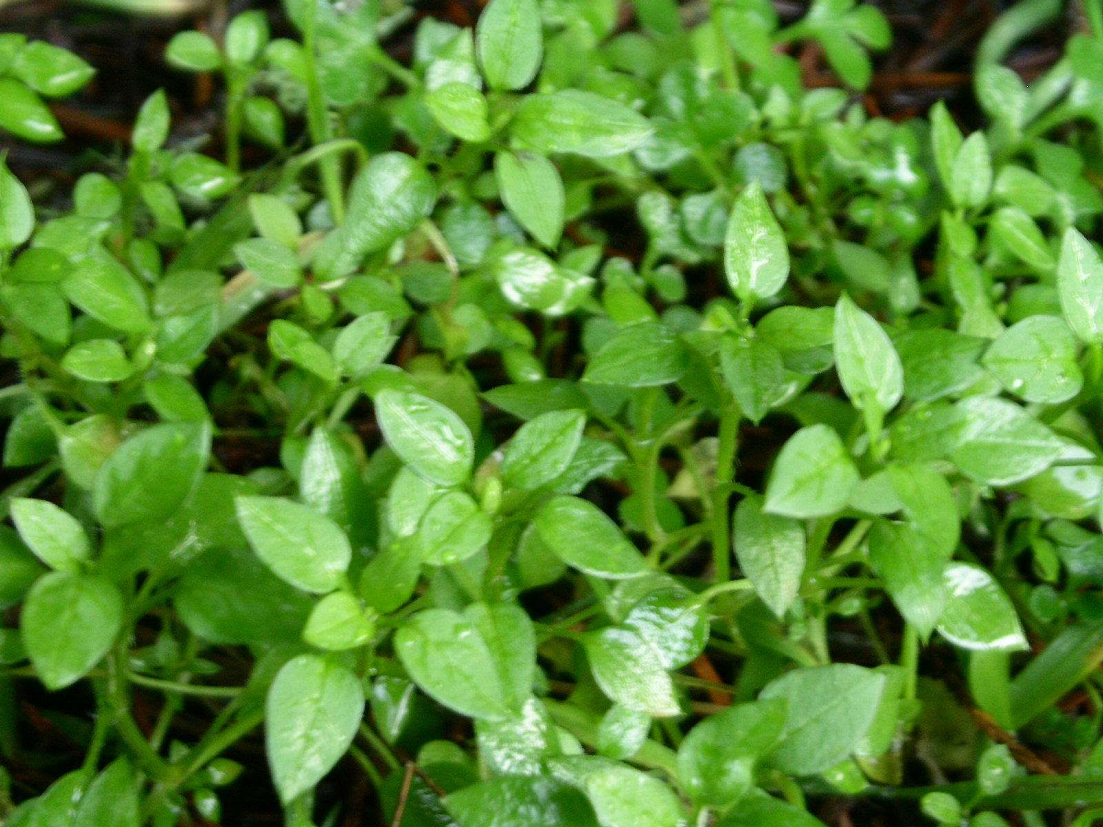  p> a href="#" data-lemmaid="6935500">卵叶丁香蓼 /a>(学名:ludwig