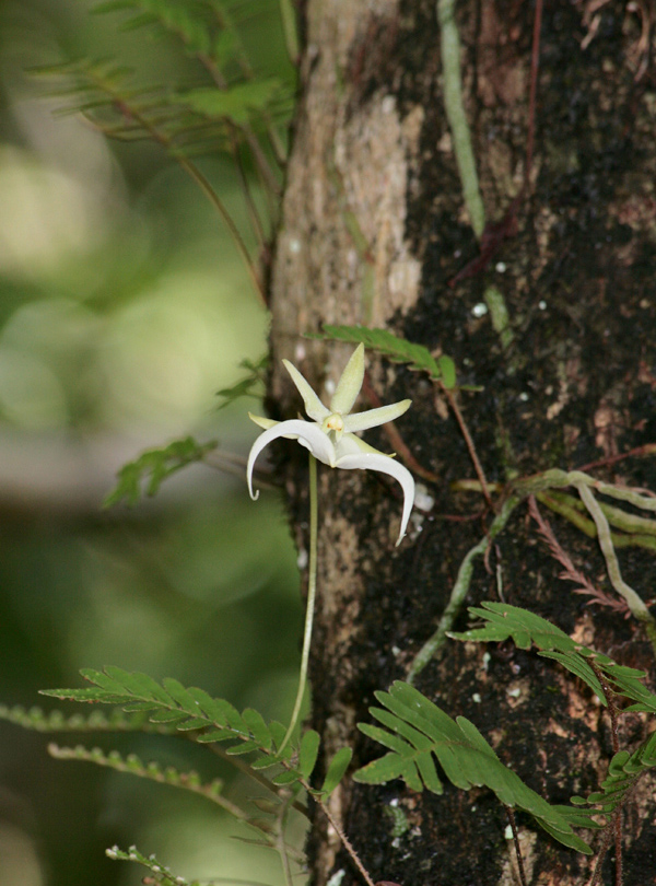  p>鬼兰(学名: i>dendrophylax lindenii /i>)是兰科幽灵兰属植物,多