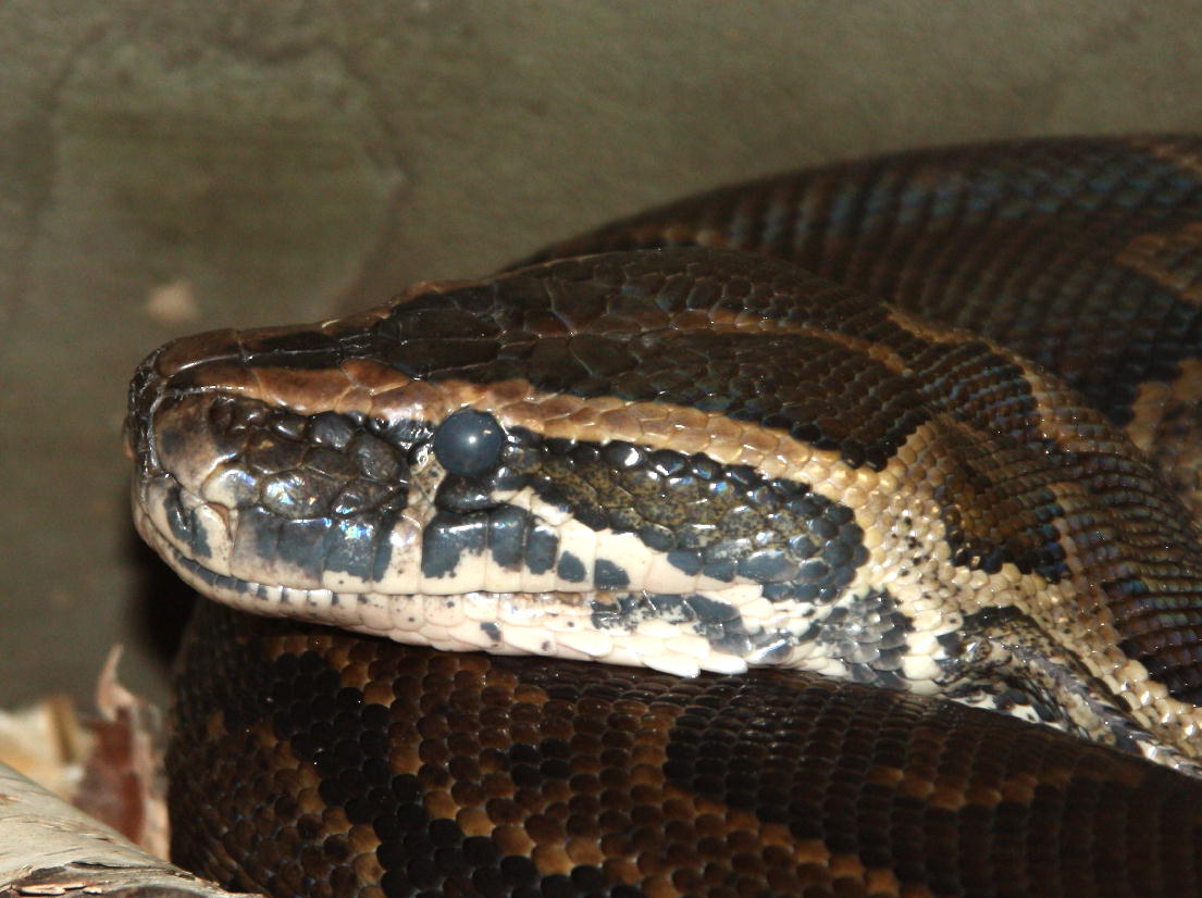  p>非洲岩蟒(学名: i>python sebae /i>)是蛇亚目蟒科蟒属下的一种