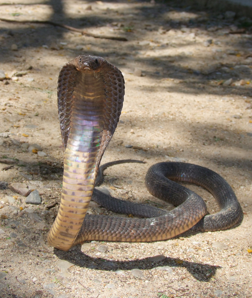  p>眼镜蛇(学名: i>naja /i>)为 a href="#" data-lemmaid="14442860"