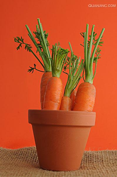 是伞形科,胡萝卜属野胡萝卜的变种,一年生或二年生 a target="_blnkk