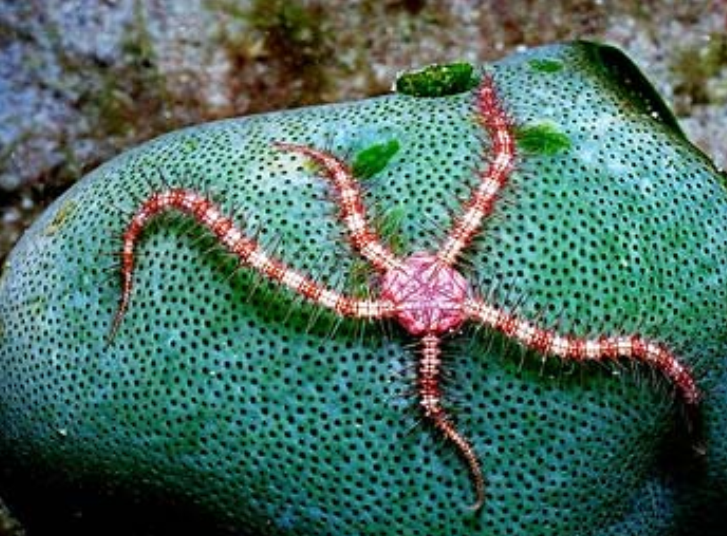  p>海蛇尾(brittle star)的外形与 a target="_b