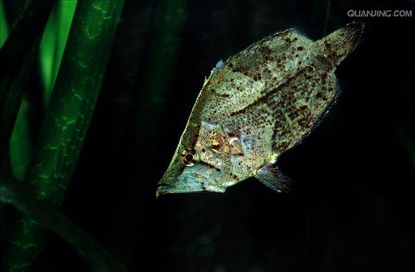  p data-id="gnbjg2i3m5">叶鱼又名枯叶鱼,叶形鱼,多棘叶形 a target=