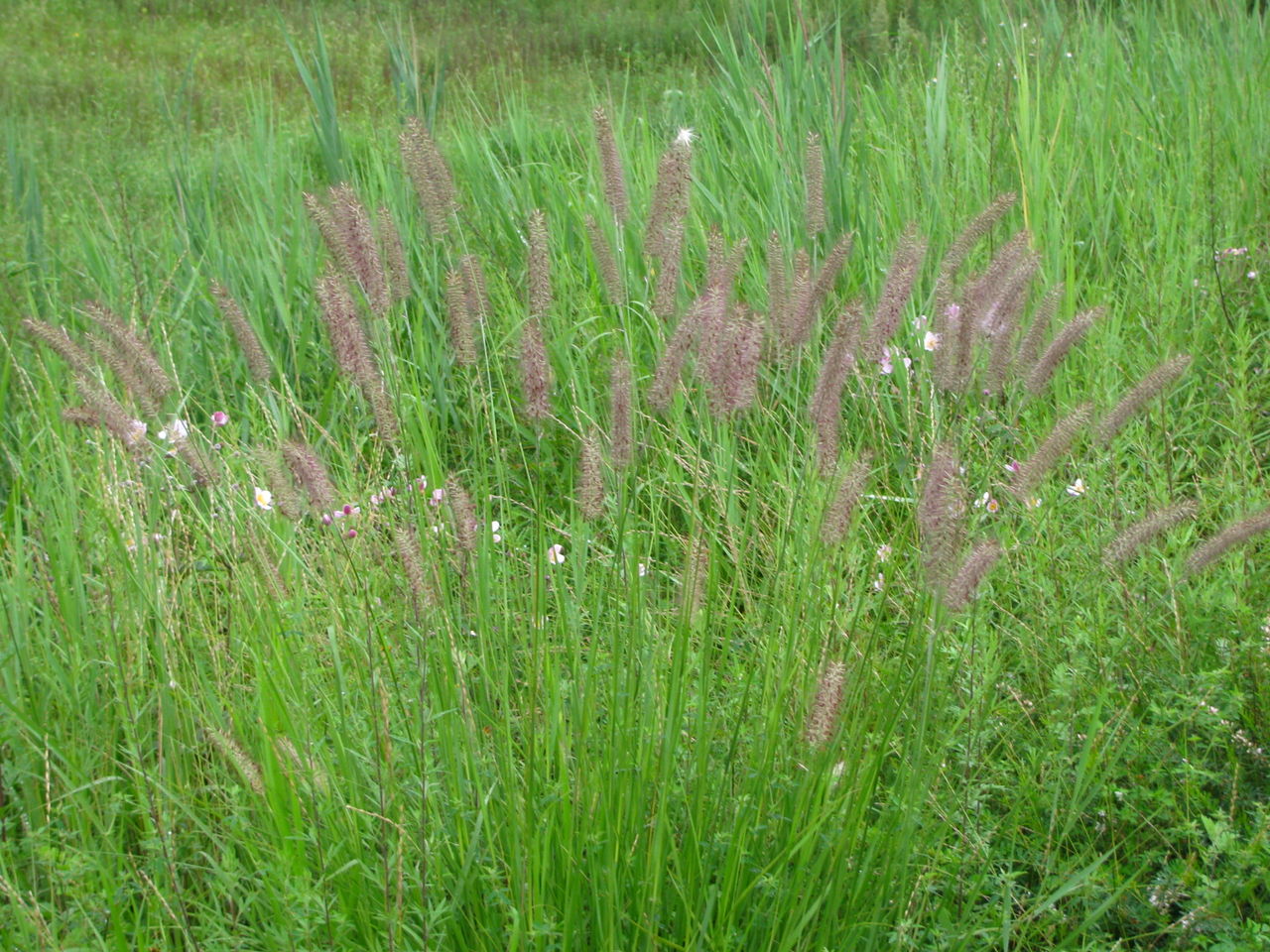  p>狼尾草属(学名:pennisetum)是禾本科下一个属,约140种,分布于热带