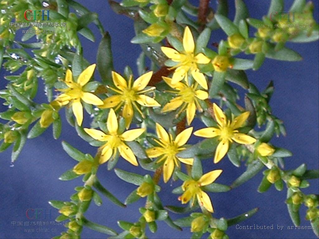  p>多年生草本.种子细小,长圆形,无翅,表面有乳头状突起.