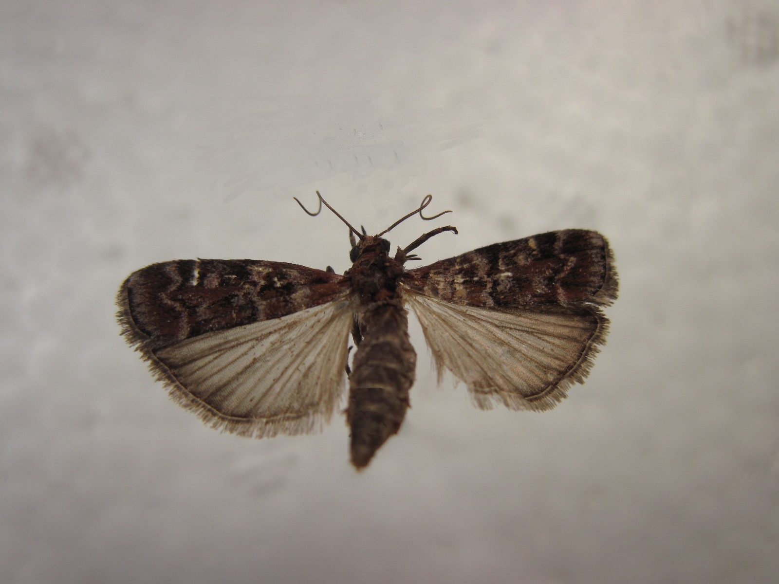  /i>hampson,为鳞翅目 a href="#">螟蛾科 /a>松梢斑螟属的一种昆虫