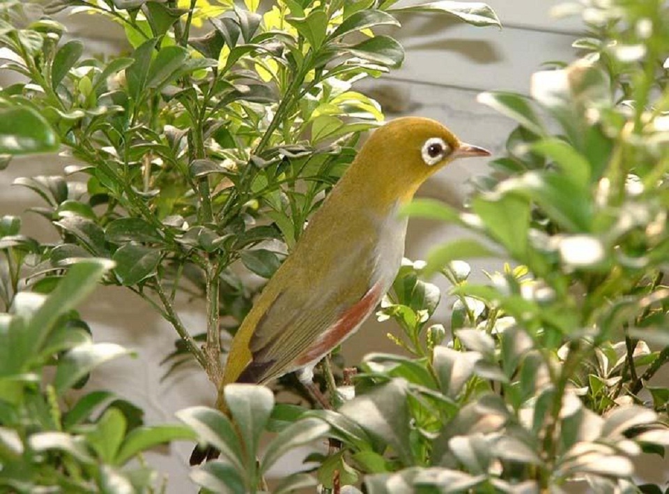 诺福克岛绣眼鸟