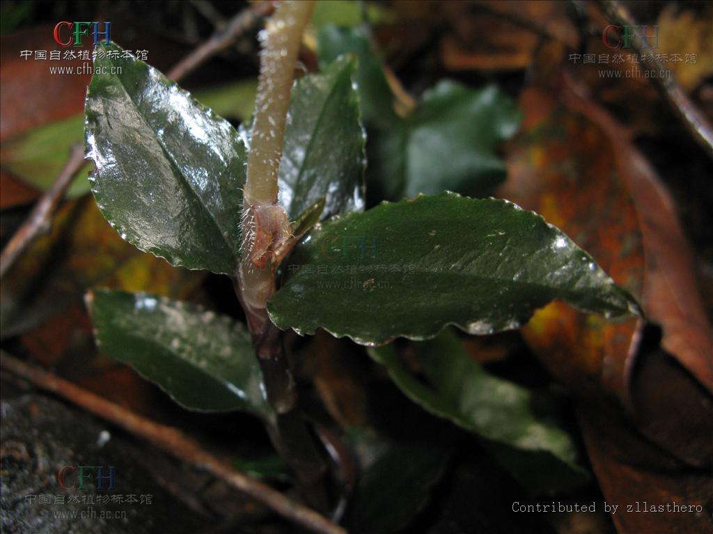  p>齿唇兰(学名: i>anoectochilus lanceolatus  /i> lindl.