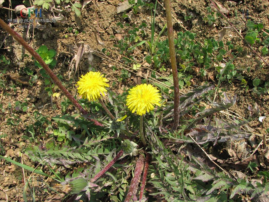 p>亚洲蒲公英(学名: i>taraxacum asiaticum  /i>dahlst.