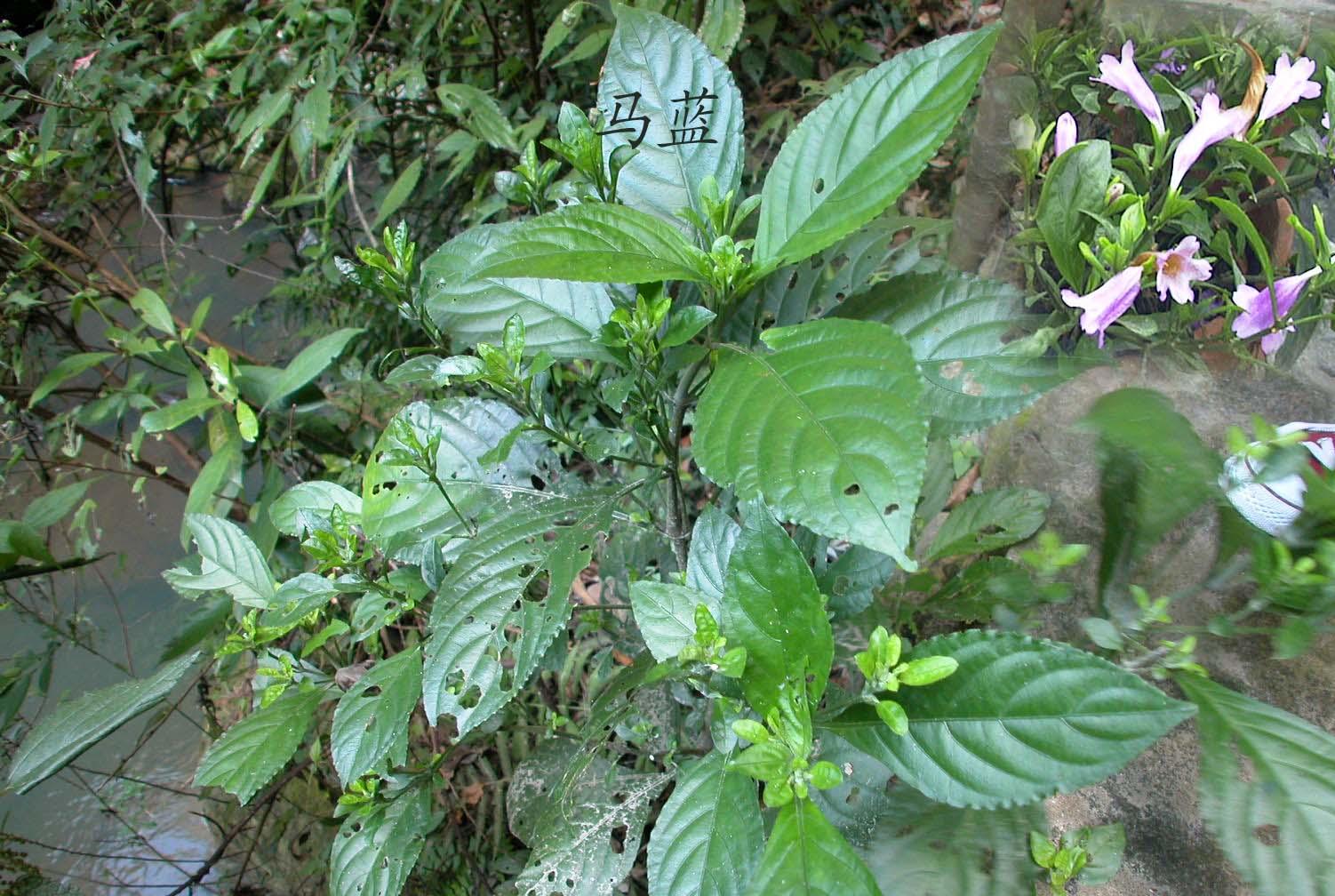 马蓝属, a href="#" data-lemmaid="8251192">爵床科 /a>,约250种