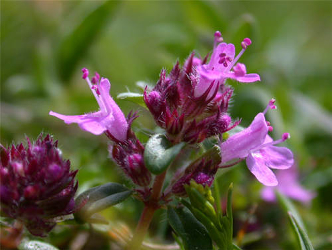 thymus quinquecostatus var. asiaticus