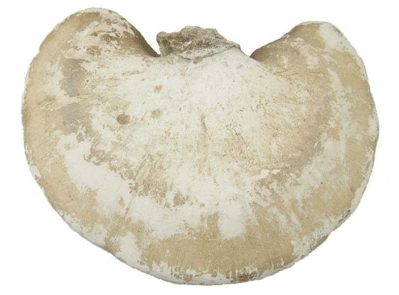  p>马蹄状灵芝担子果马蹄状,多年生,无柄,木质,以其腹面紧贴于基物上.