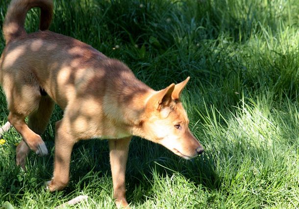  p>澳洲野狗(学名: i>canis lupus dingo /i>):在生物学分类属于 a