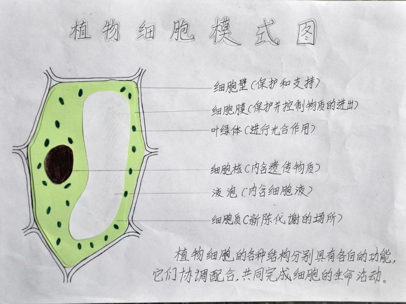  p data-id="gnwgurrb5v">植物细胞(plant cell)是植物生命活动的结构