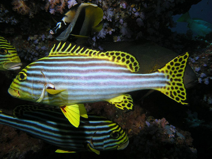  p>条斑胡椒鲷(学名: i>plectorhinchus vittatus /i>):一种热带地区