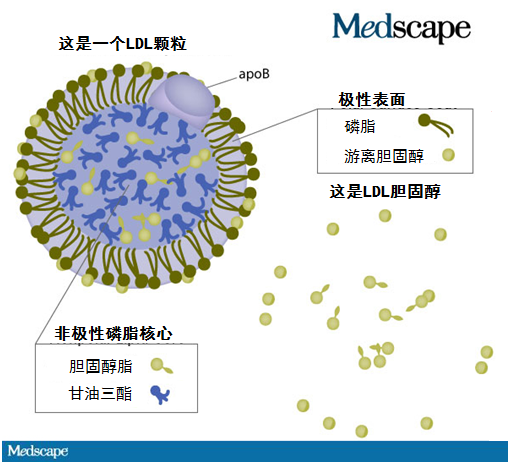  p>载脂蛋白(apolipoprotein,apo)是 a href="#" data-lemmaid="
